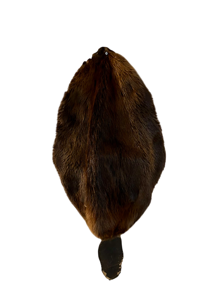 Peau de castor canadien avec queue