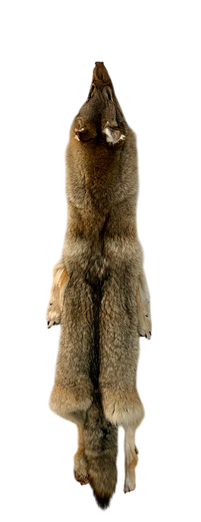 Peau de coyote avec pattes et griffe
