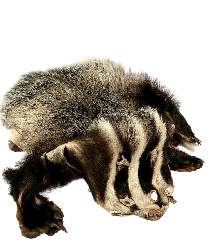 Peau de blaireau européen