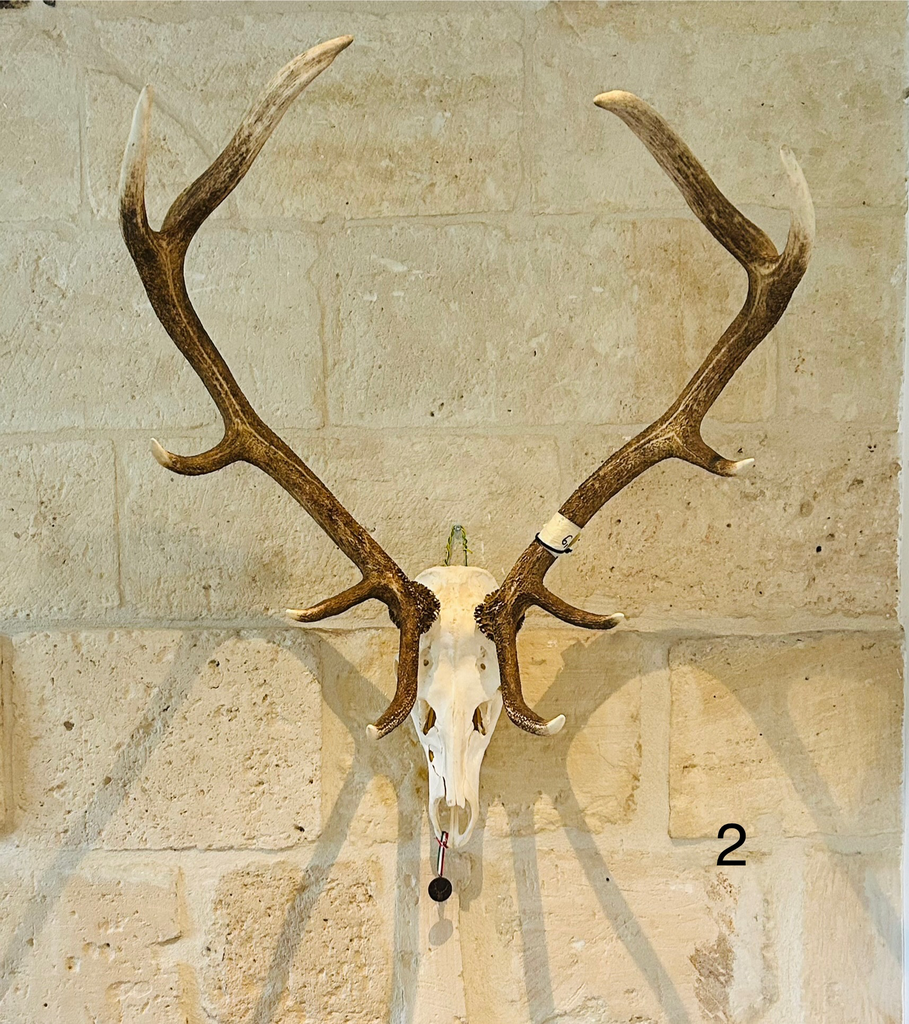 Crâne de cerf N 2 médaille bronze - 275 €