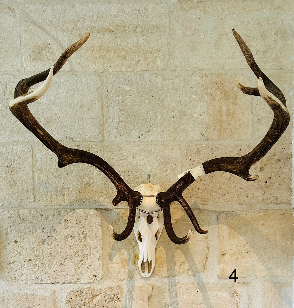 Crâne de cerf N 4 médaillé Bronze - 290 €