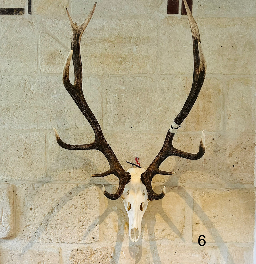 Crâne de cerf médaillé bronze N6 - 260 €