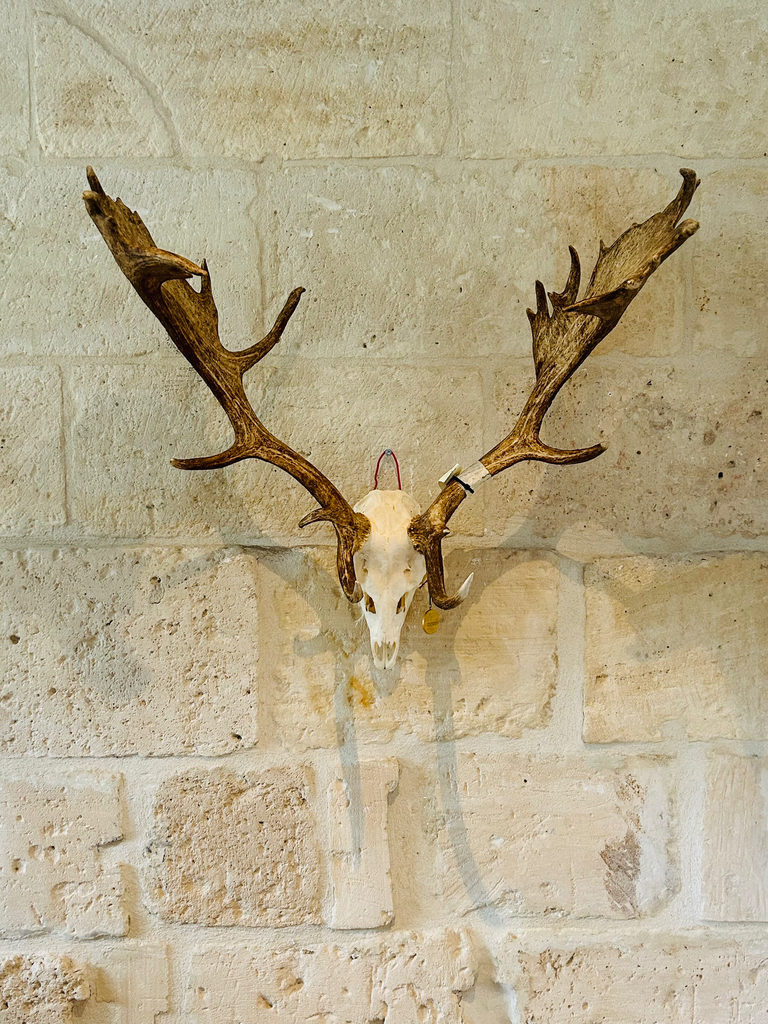 Crâne de daim médaillée or - 330 €