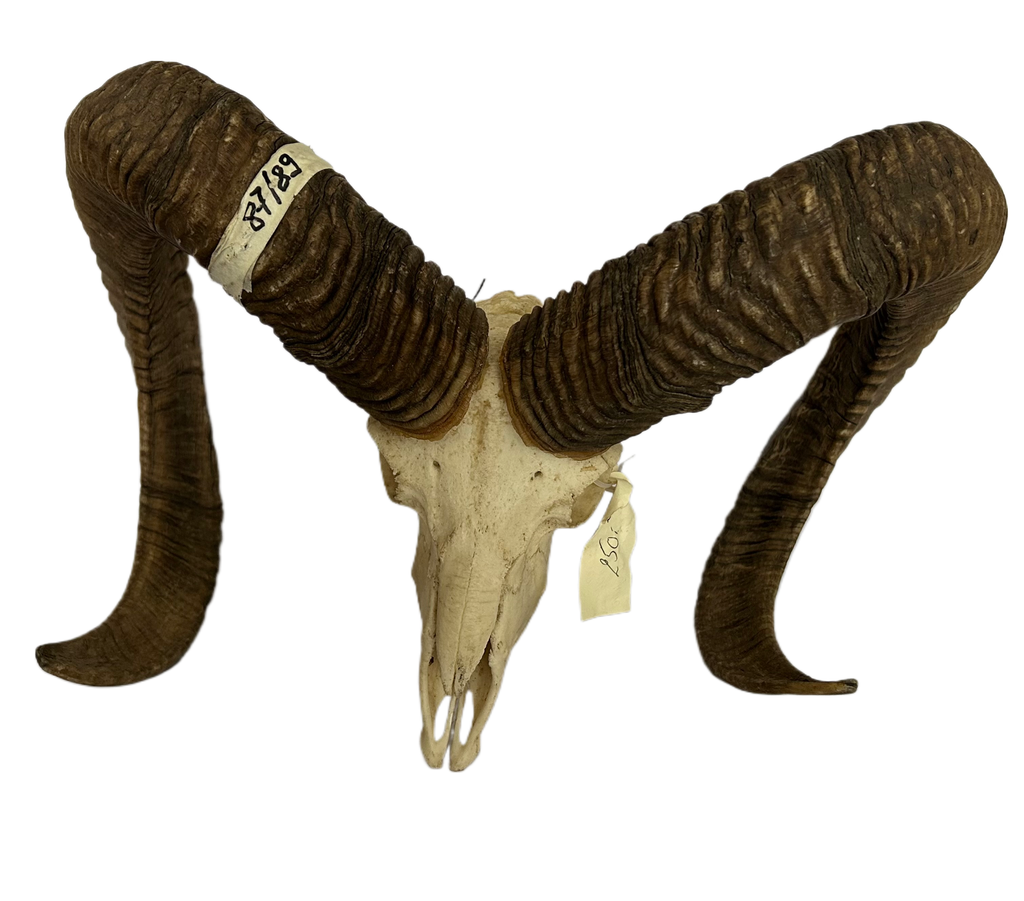 Mouflon 87/89