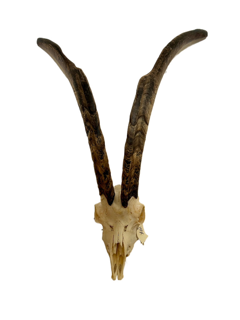 Crâne de chèvre - 150 €