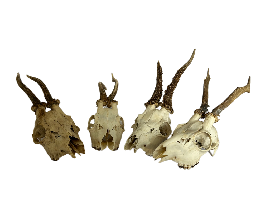 Crâne de chevreuil à l’unité aléatoire