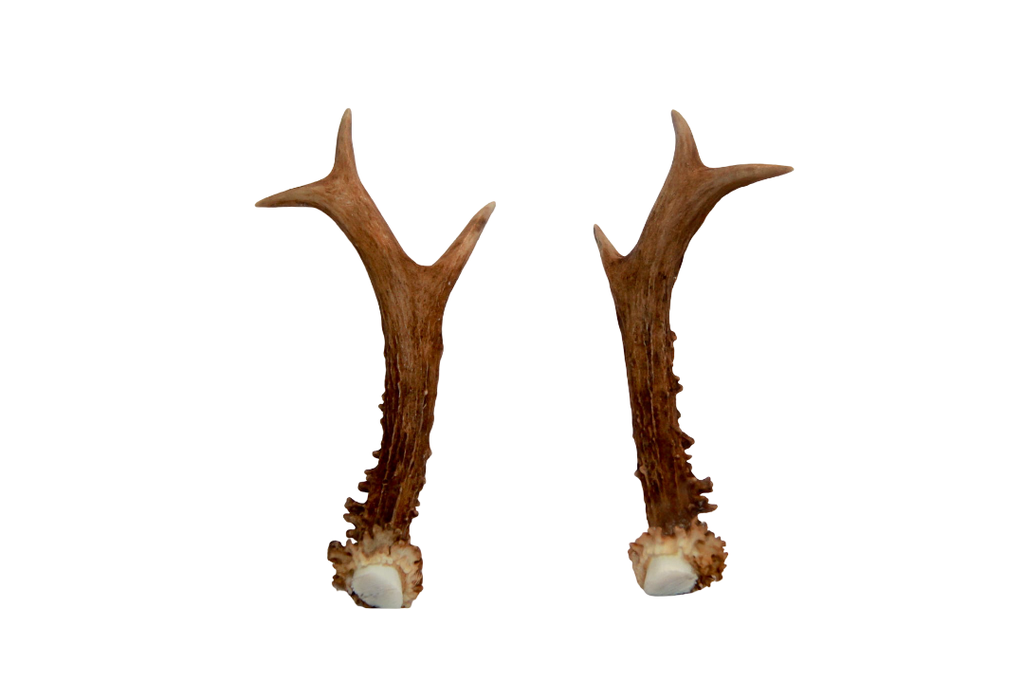 Paire de bois de chevreuil aléatoire