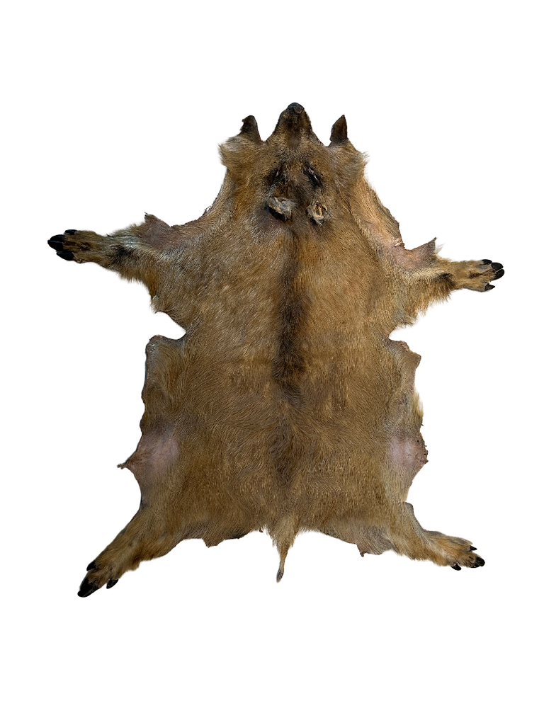 Peau de sanglier