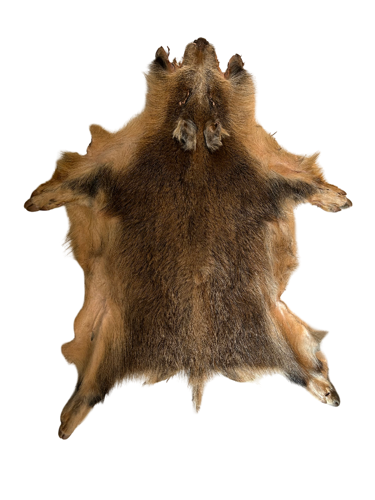 Peau sanglier 2