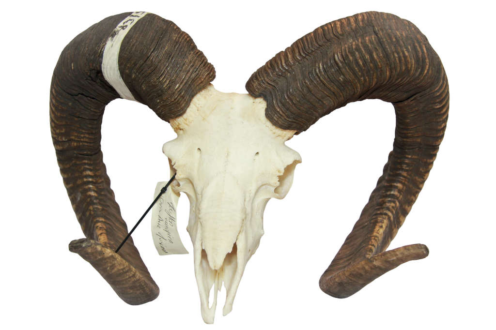 Mouflon 89/90