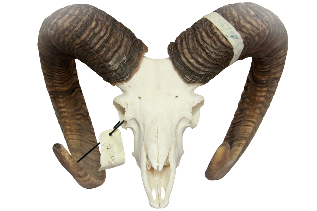 Mouflon 85