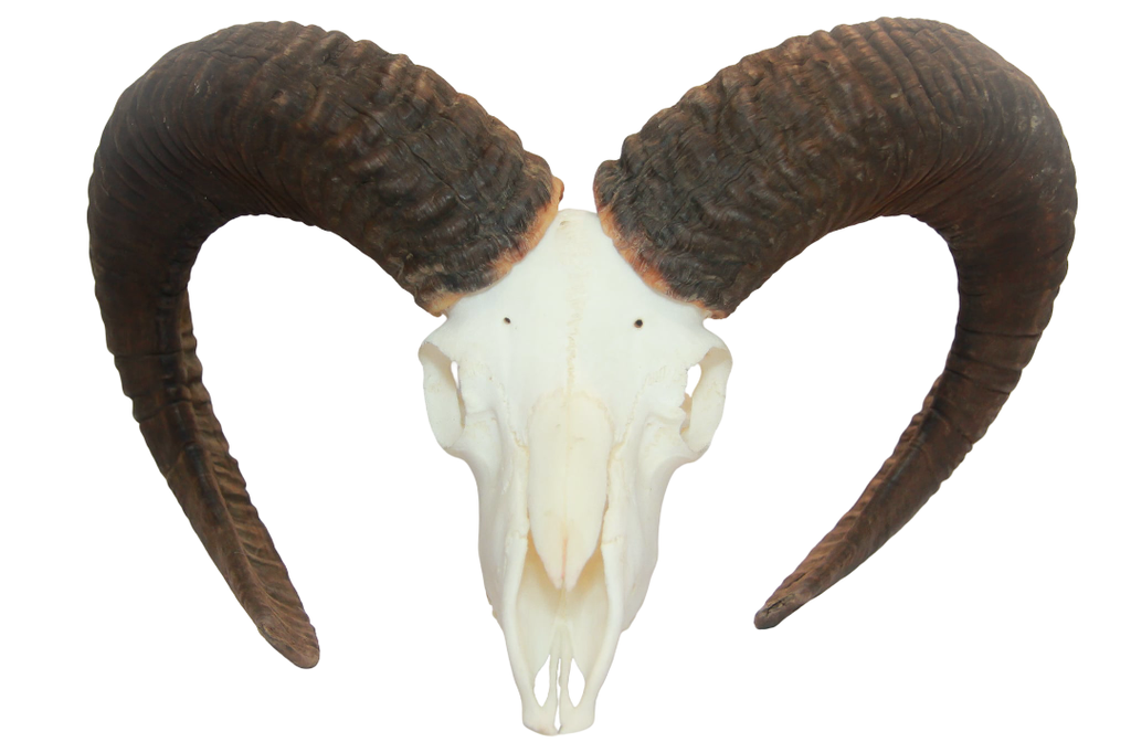 Mouflon taille moyenne