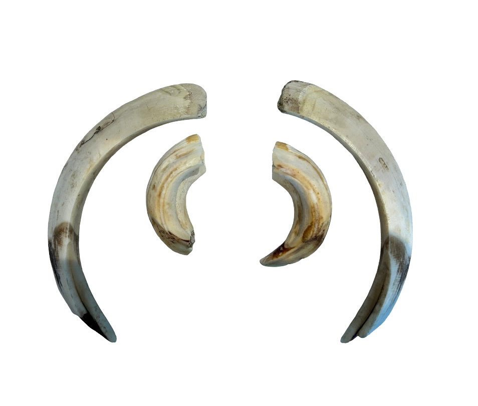 Défenses et grès de sanglier sachet aléatoire